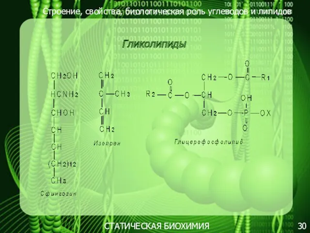 Строение, свойства, биологическая роль углеводов и липидов 30 Гликолипиды СТАТИЧЕСКАЯ БИОХИМИЯ