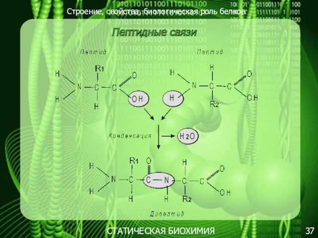 Строение, свойства, биологическая роль белков 37 СТАТИЧЕСКАЯ БИОХИМИЯ Пептидные связи