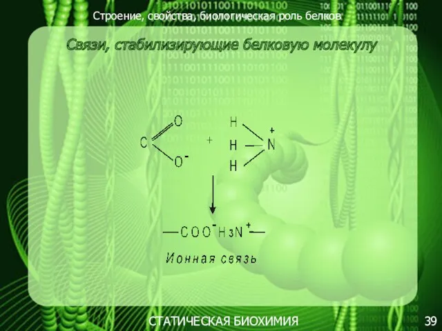 Строение, свойства, биологическая роль белков 39 СТАТИЧЕСКАЯ БИОХИМИЯ Связи, стабилизирующие белковую молекулу