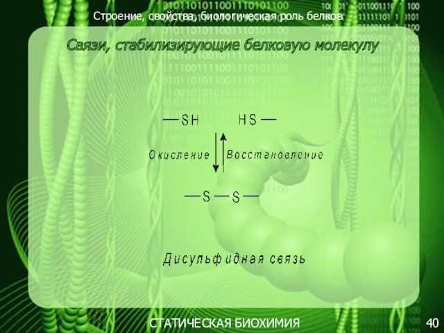 Строение, свойства, биологическая роль белков 40 СТАТИЧЕСКАЯ БИОХИМИЯ Связи, стабилизирующие белковую молекулу