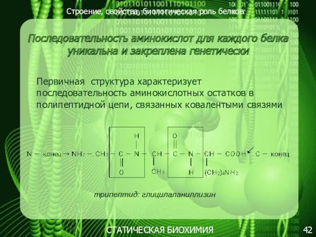 Строение, свойства, биологическая роль белков 42 СТАТИЧЕСКАЯ БИОХИМИЯ Последовательность аминокислот