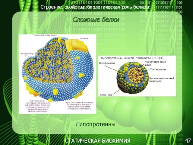 Строение, свойства, биологическая роль белков 47 СТАТИЧЕСКАЯ БИОХИМИЯ Сложные белки Липопротеины