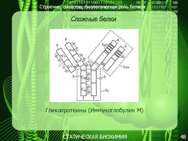 Строение, свойства, биологическая роль белков 48 СТАТИЧЕСКАЯ БИОХИМИЯ Сложные белки Гликопротеины (Иммуноглобулин М)