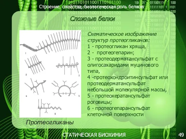 Строение, свойства, биологическая роль белков 49 СТАТИЧЕСКАЯ БИОХИМИЯ Сложные белки