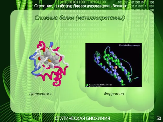 Строение, свойства, биологическая роль белков 50 СТАТИЧЕСКАЯ БИОХИМИЯ Сложные белки (металлопротеины) Цитохром с Ферритин