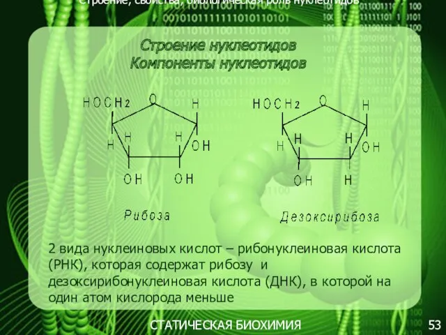 Строение, свойства, биологическая роль нуклеотидов 53 СТАТИЧЕСКАЯ БИОХИМИЯ Строение нуклеотидов