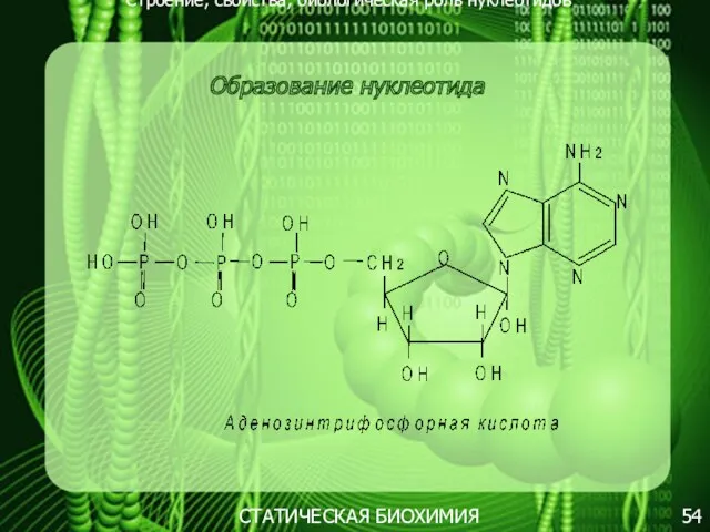 Строение, свойства, биологическая роль нуклеотидов 54 СТАТИЧЕСКАЯ БИОХИМИЯ Образование нуклеотида