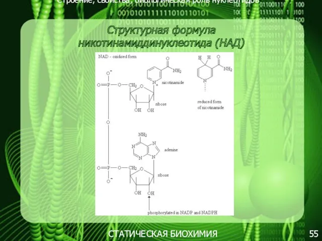 Строение, свойства, биологическая роль нуклеотидов 55 СТАТИЧЕСКАЯ БИОХИМИЯ Структурная формула никотинамиддинуклеотида (НАД)