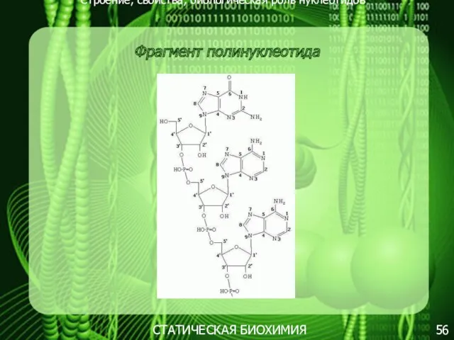 Строение, свойства, биологическая роль нуклеотидов 56 СТАТИЧЕСКАЯ БИОХИМИЯ Фрагмент полинуклеотида