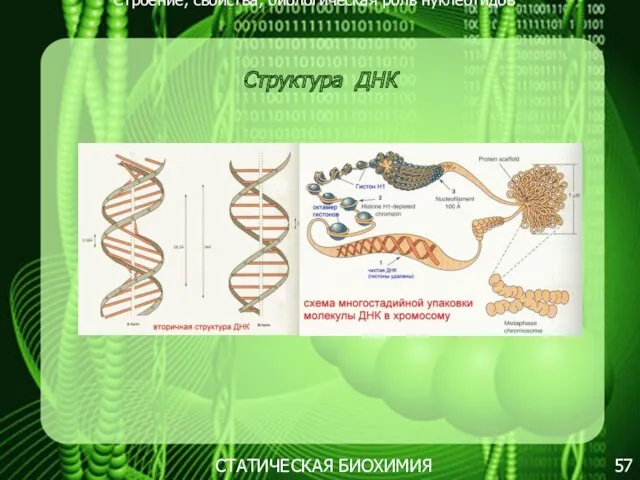 Строение, свойства, биологическая роль нуклеотидов 57 СТАТИЧЕСКАЯ БИОХИМИЯ Структура ДНК