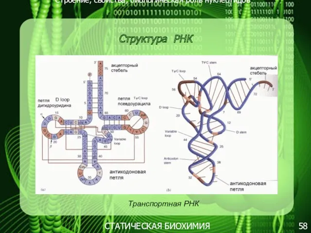 Строение, свойства, биологическая роль нуклеотидов 58 СТАТИЧЕСКАЯ БИОХИМИЯ Структура РНК Транспортная РНК