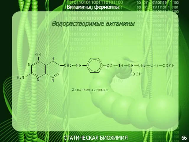 Витамины, ферменты 66 СТАТИЧЕСКАЯ БИОХИМИЯ Водорастворимые витамины