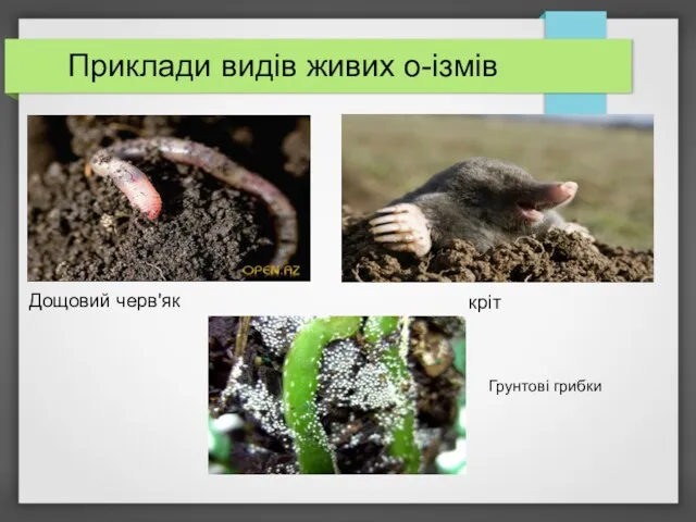 Приклади видів живих о-ізмів Дощовий черв'як кріт Грунтові грибки