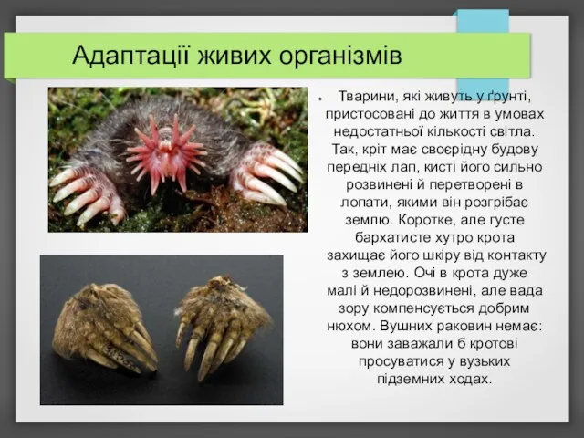 Адаптації живих організмів Тварини, які живуть у ґрунті, пристосовані до