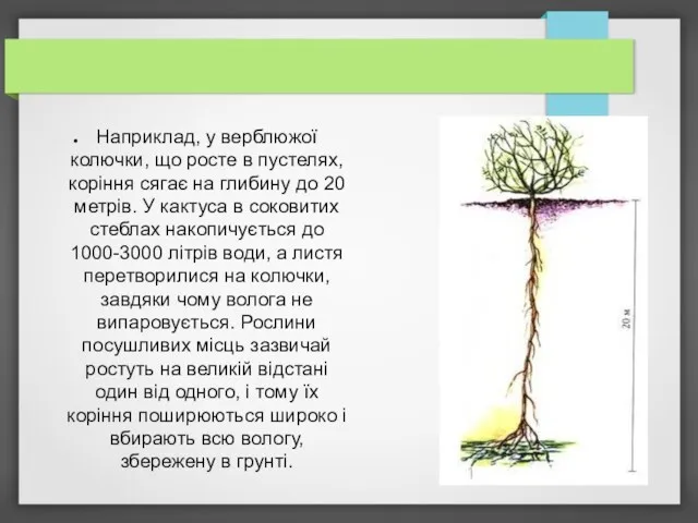 Наприклад, у верблюжої колючки, що росте в пустелях, коріння сягає