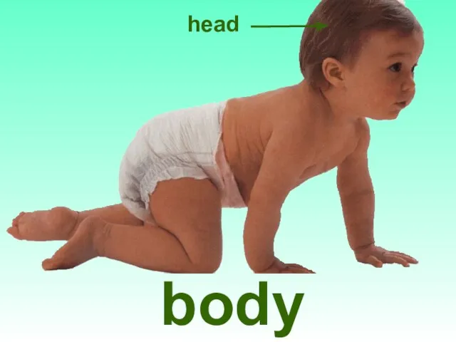 body head