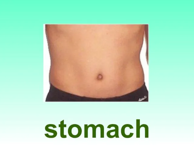 stomach