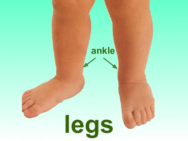legs ankle
