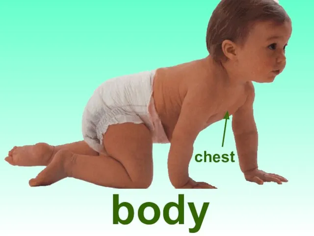 body chest