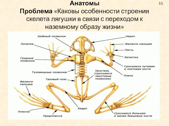 Анатомы Проблема «Каковы особенности строения скелета лягушки в связи с переходом к наземному образу жизни» 15