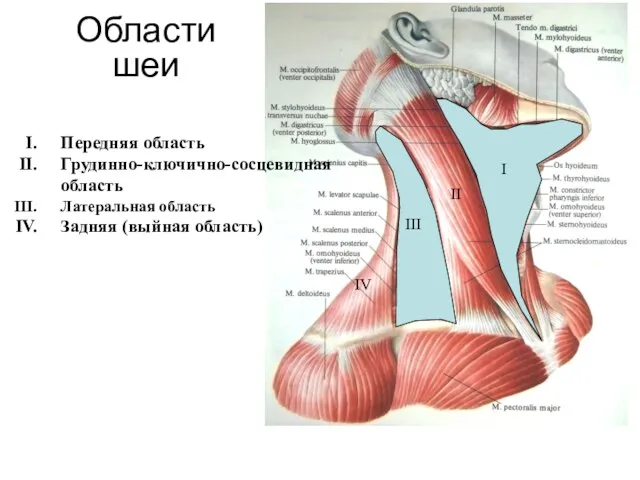 Области шеи Передняя область Грудинно-ключично-сосцевидная область Латеральная область Задняя (выйная область) I II III IV