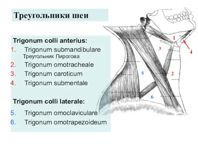 Trigonum colli anterius: Trigonum submandibulare Треугольник Пирогова Trigonum omotracheale Trigonum