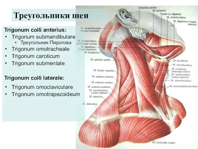 Trigonum colli anterius: Trigonum submandibulare Треугольник Пирогова Trigonum omotracheale Trigonum