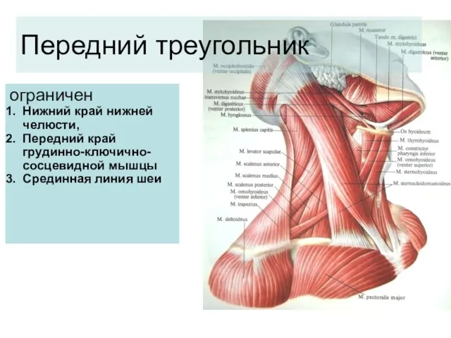 ограничен Нижний край нижней челюсти, Передний край грудинно-ключично-сосцевидной мышцы Срединная линия шеи Передний треугольник