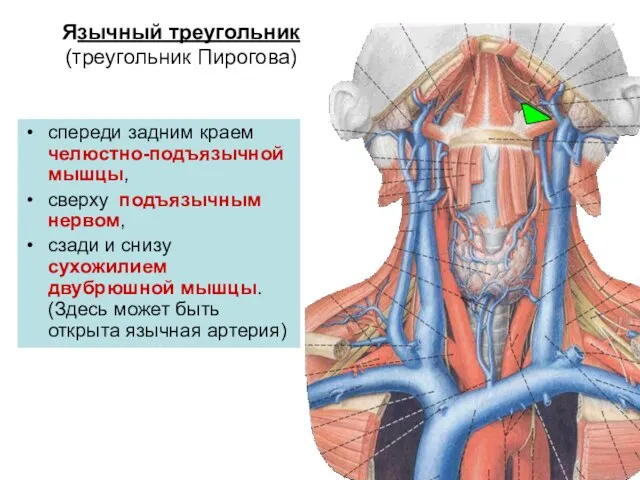 Язычный треугольник (треугольник Пирогова) спереди задним краем челюстно-подъязычной мышцы, сверху