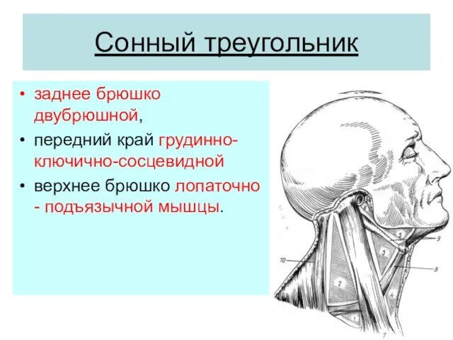 Сонный треугольник заднее брюшко двубрюшной, передний край грудинно-ключично-сосцевидной верхнее брюшко лопаточно - подъязычной мышцы.