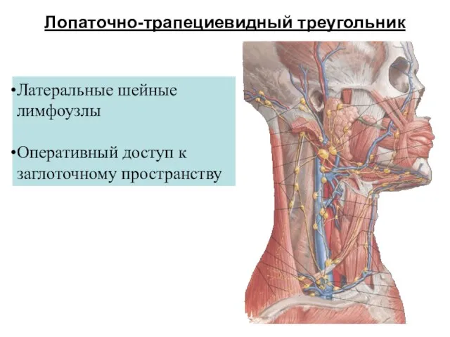 Лопаточно-трапециевидный треугольник Латеральные шейные лимфоузлы Оперативный доступ к заглоточному пространству