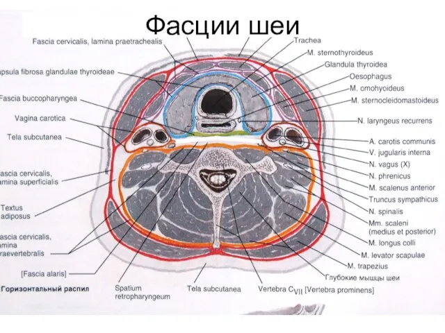 Фасции шеи