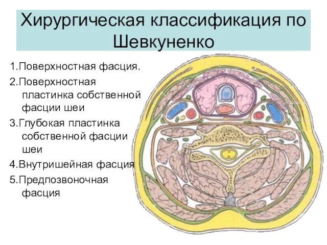 Хирургическая классификация по Шевкуненко 1.Поверхностная фасция. 2.Поверхностная пластинка собственной фасции