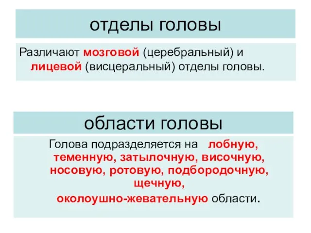 отделы головы Различают мозговой (церебральный) и лицевой (висцеральный) отделы головы.