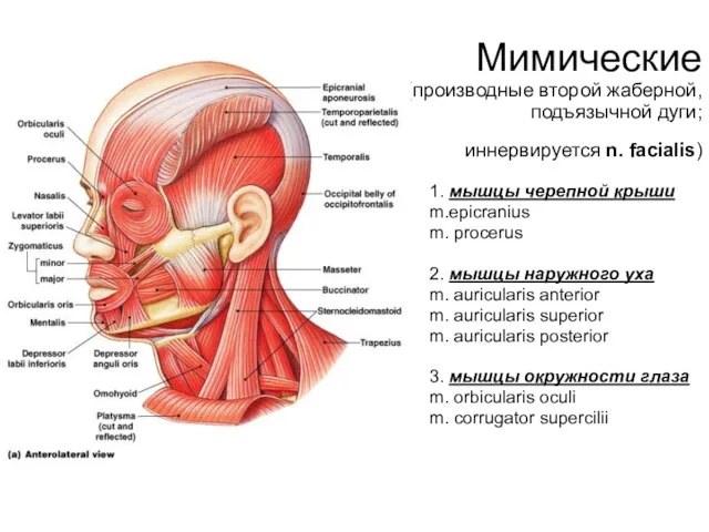 Мимические (производные второй жаберной, подъязычной дуги; иннервируется n. facialis) 1.