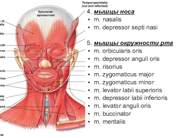 4. мышцы носа m. nasalis m. depressor septi nasi 5.