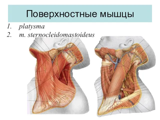 Поверхностные мышцы platysma m. sternocleidomastoideus