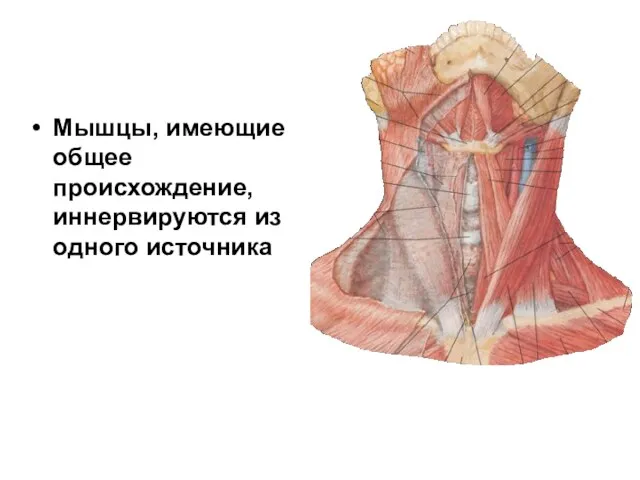 Мышцы, имеющие общее происхождение, иннервируются из одного источника