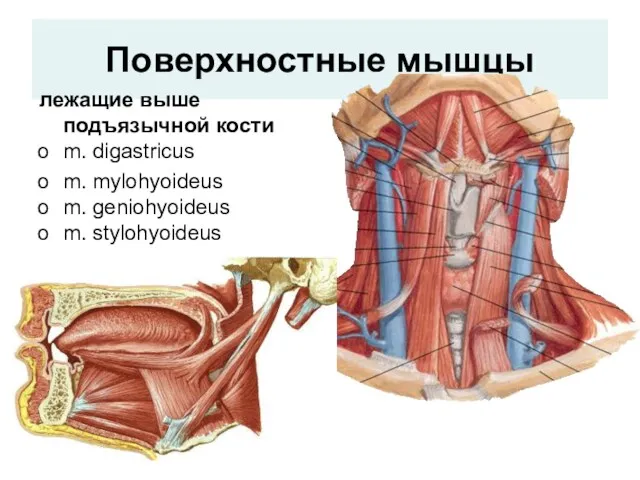 Поверхностные мышцы лежащие выше подъязычной кости m. digastricus m. mylohyoideus m. geniohyoideus m. stylohyoideus