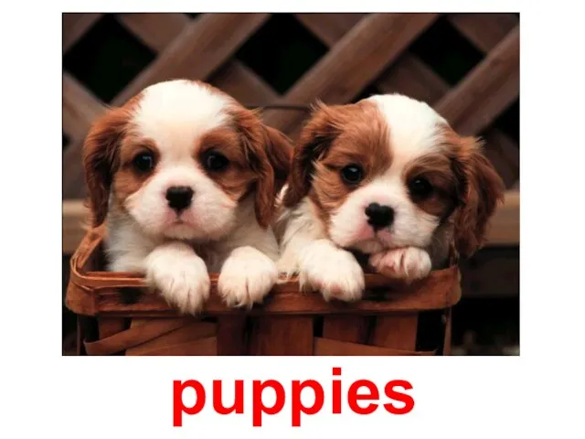 puppies