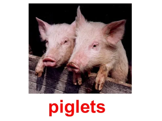 piglets