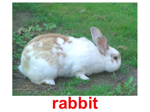 rabbit