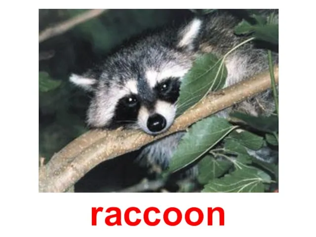 raccoon