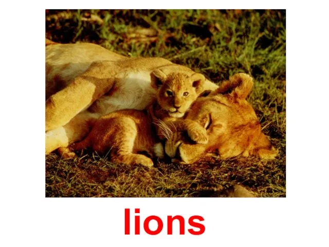 lions