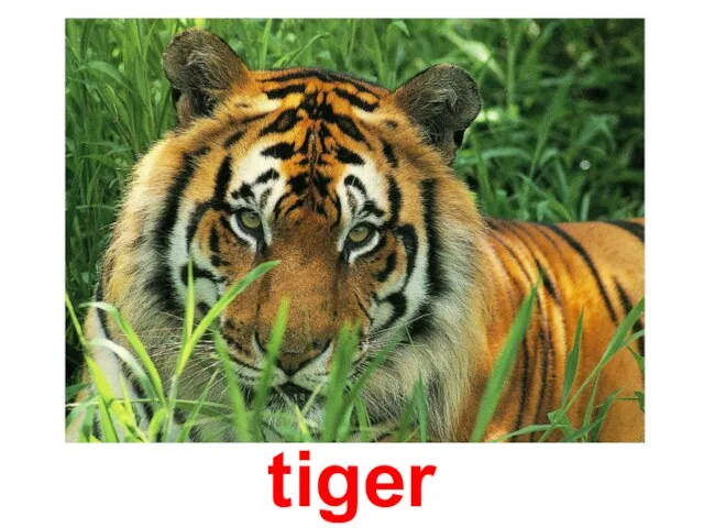 tiger