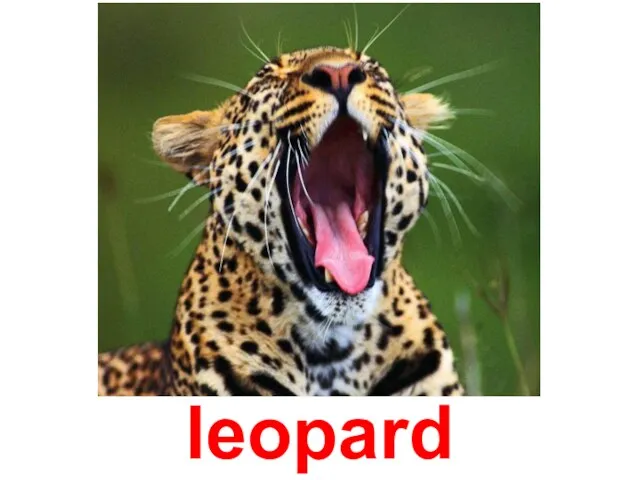 leopard