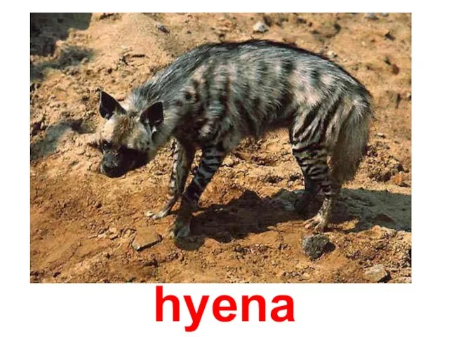 hyena