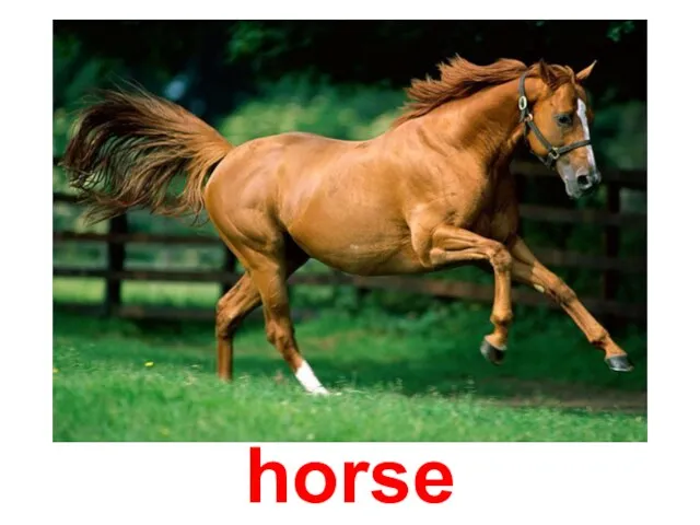 horse