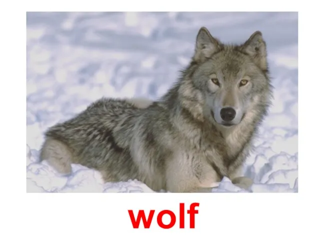 wolf