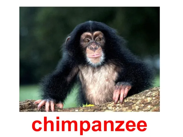 chimpanzee